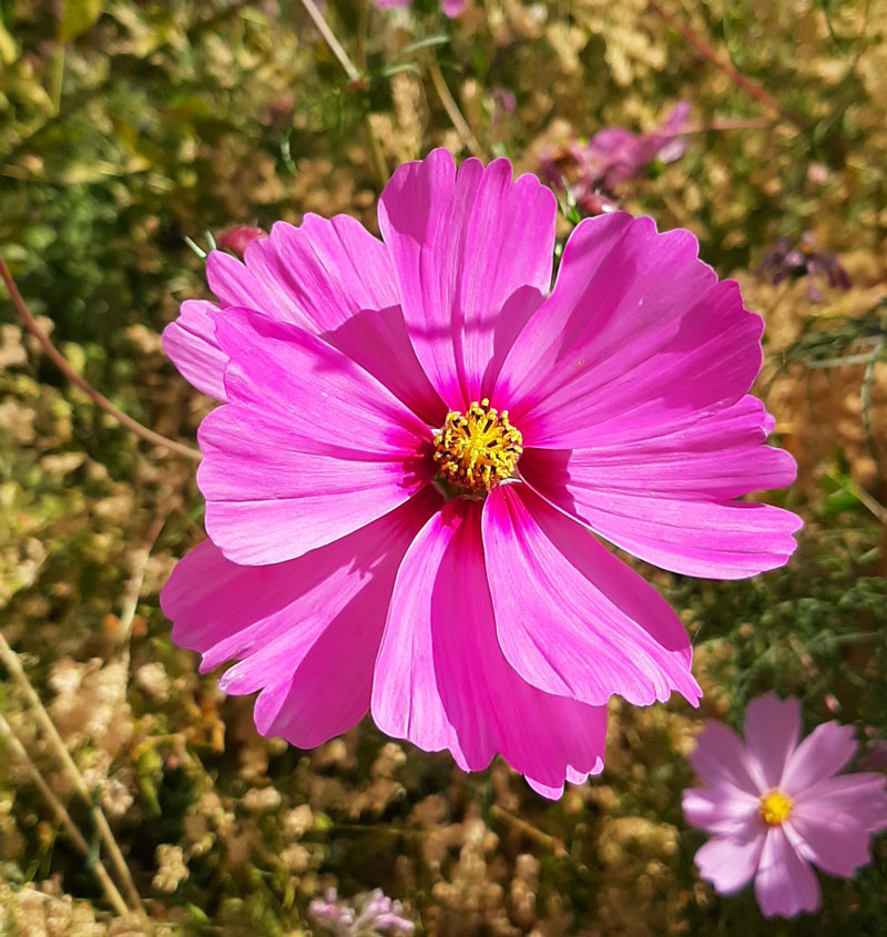 درکه